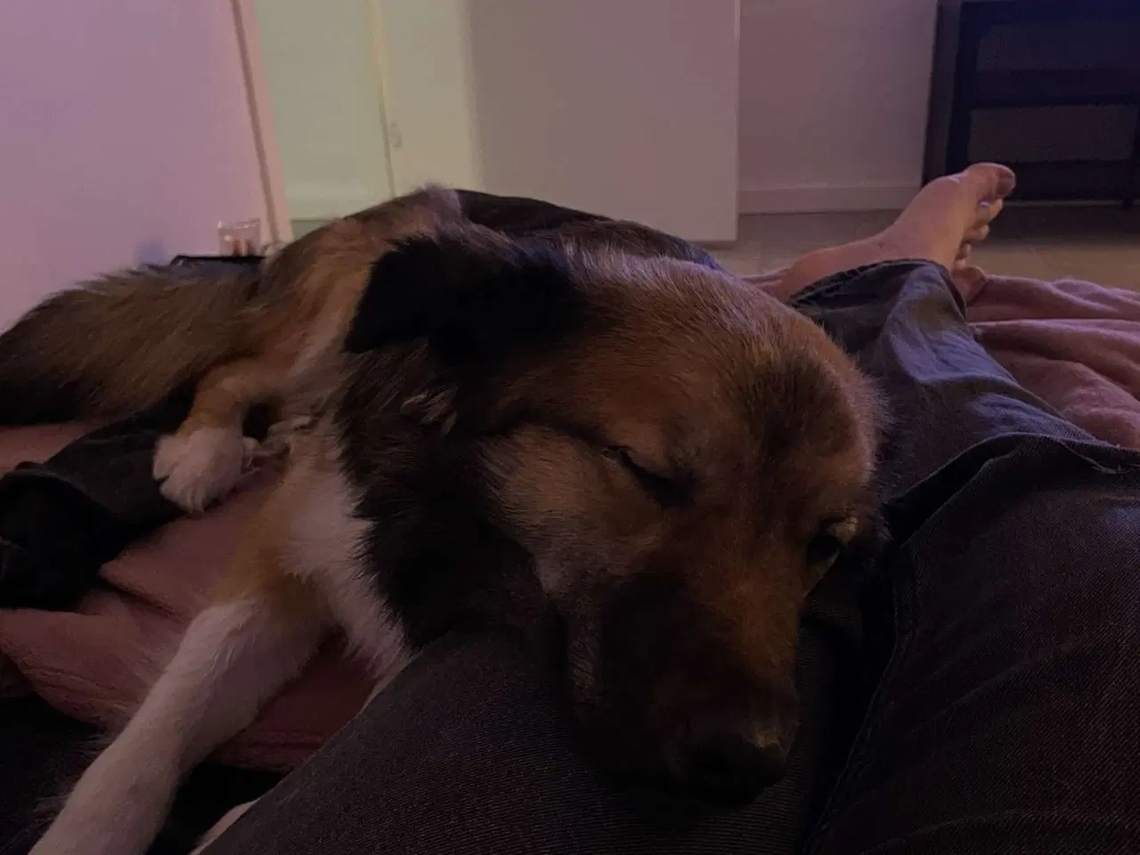 Billede 12 - Tobi, Border collie/Islandsk hyrdehund, 1 12 år. 