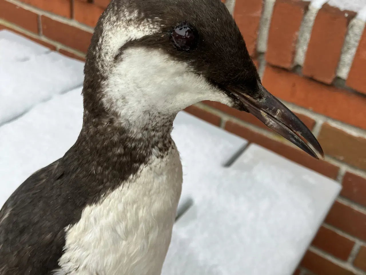 Billede 4 - Udstoppet Lomvie af konservator