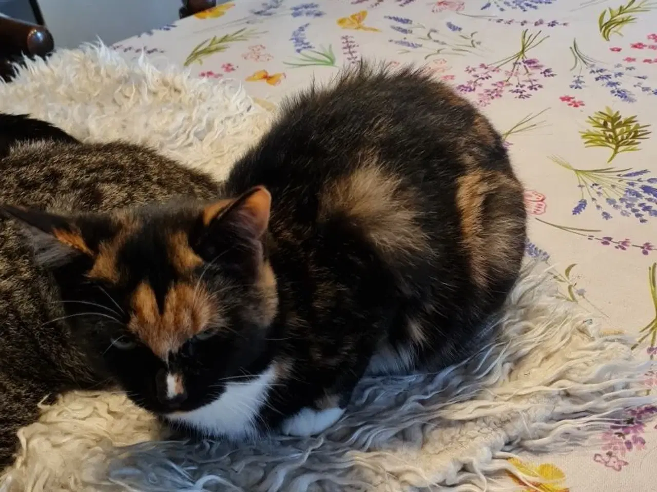 Billede 6 -  Katte killinger