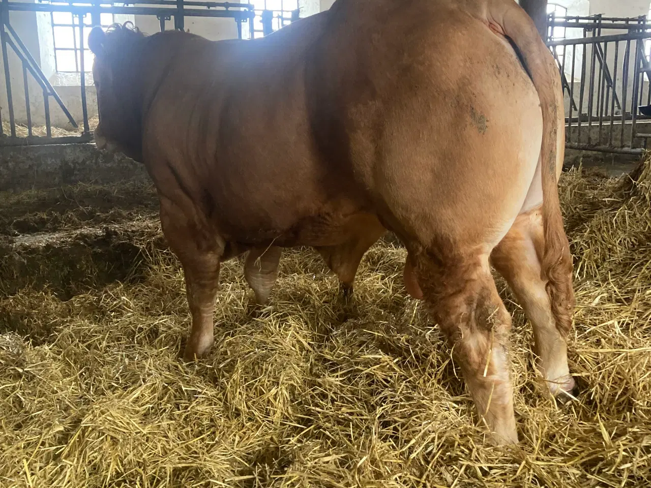 Billede 9 - Foldtyr Limousine 