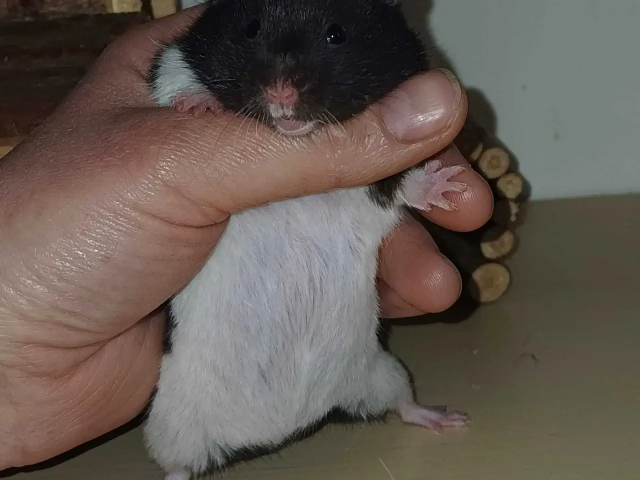 Billede 8 - Guldhamster unger