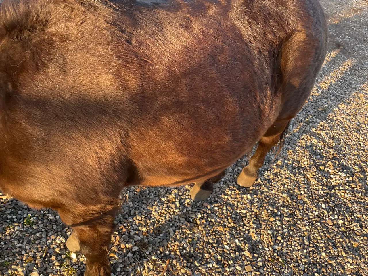 Billede 5 - Børnevenlig Shetlandspony