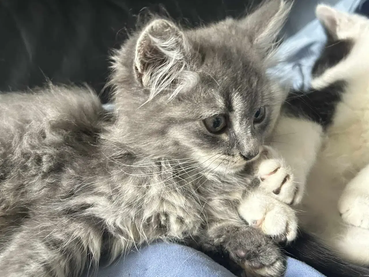 Billede 4 - Langhåret killing