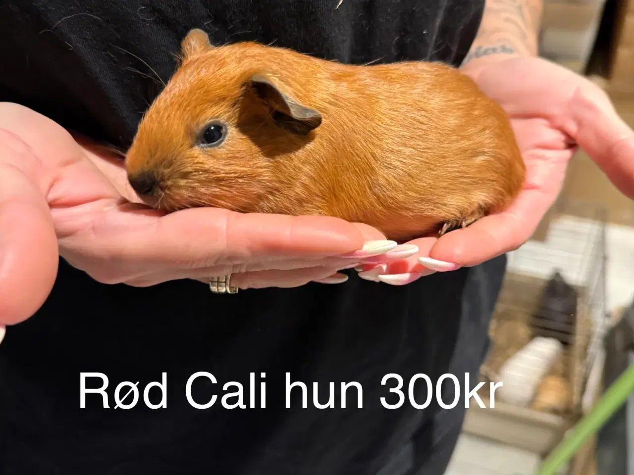 Billede 3 - Marsvin hun unger