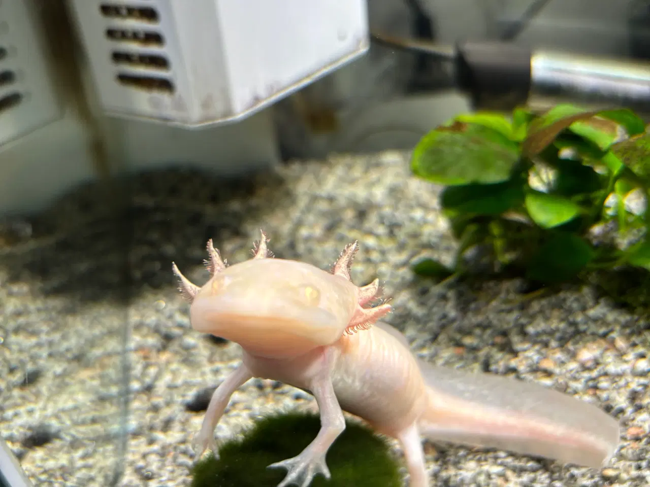 Billede 5 - Axoloti