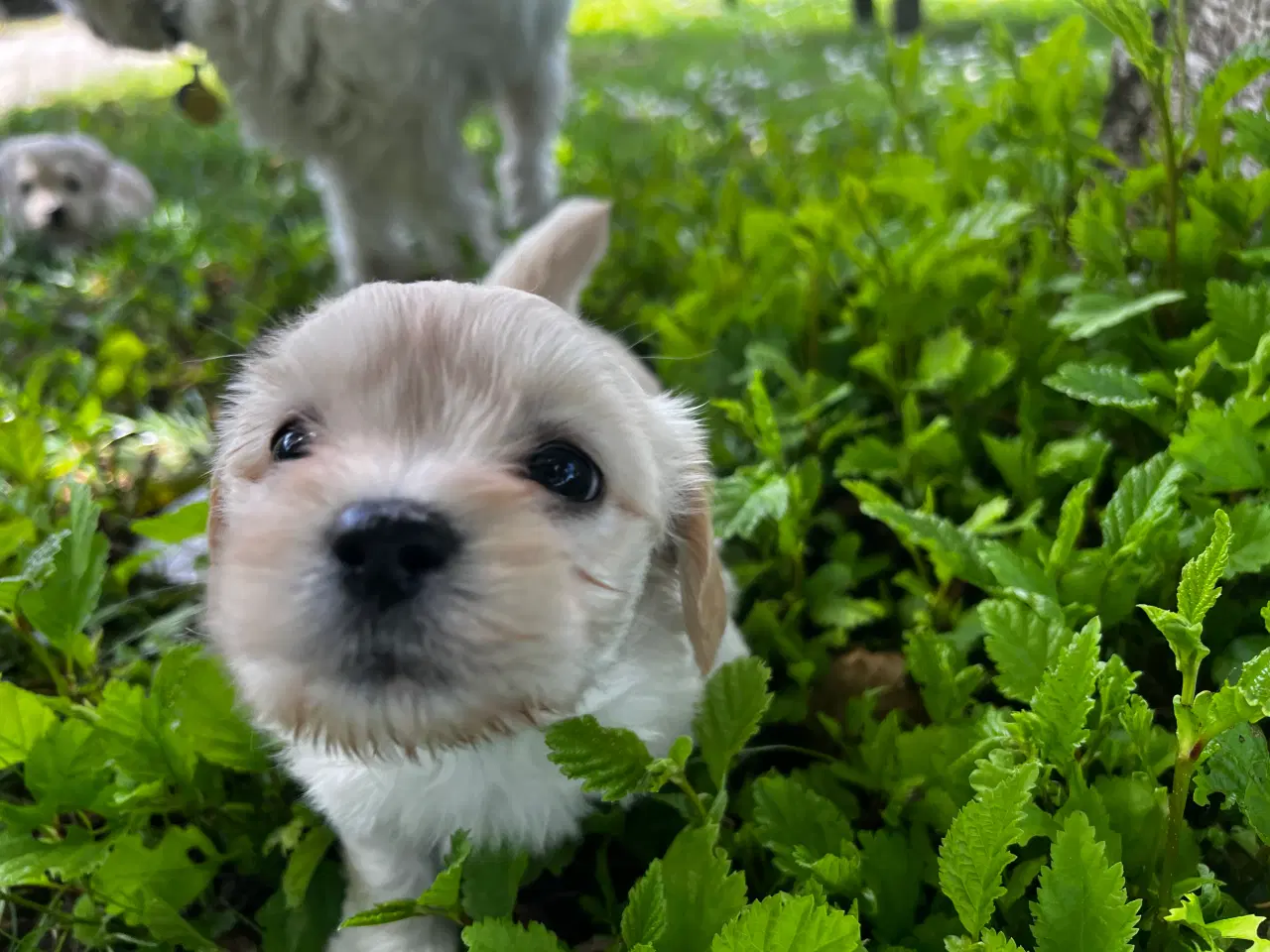 Billede 8 - Coton - Shih tzu hundehvalpe 