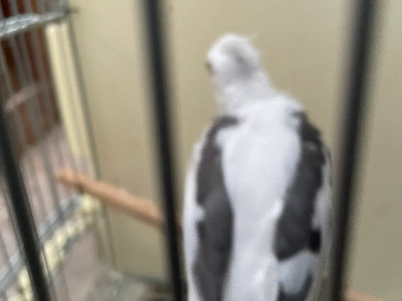 Billede 4 - Hvidhoved broget nymfer