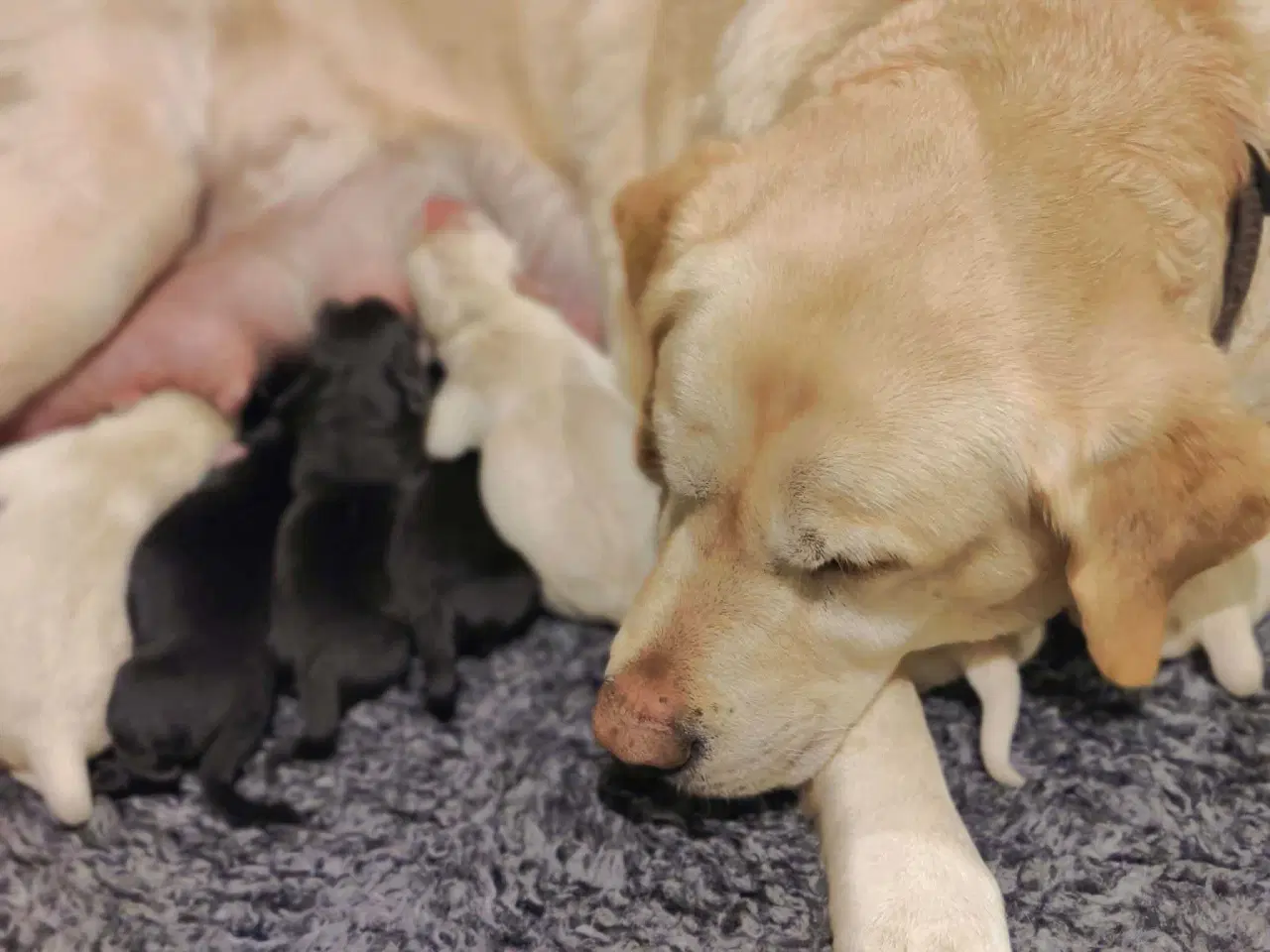 Billede 1 - Labrador hvalpe formel 1