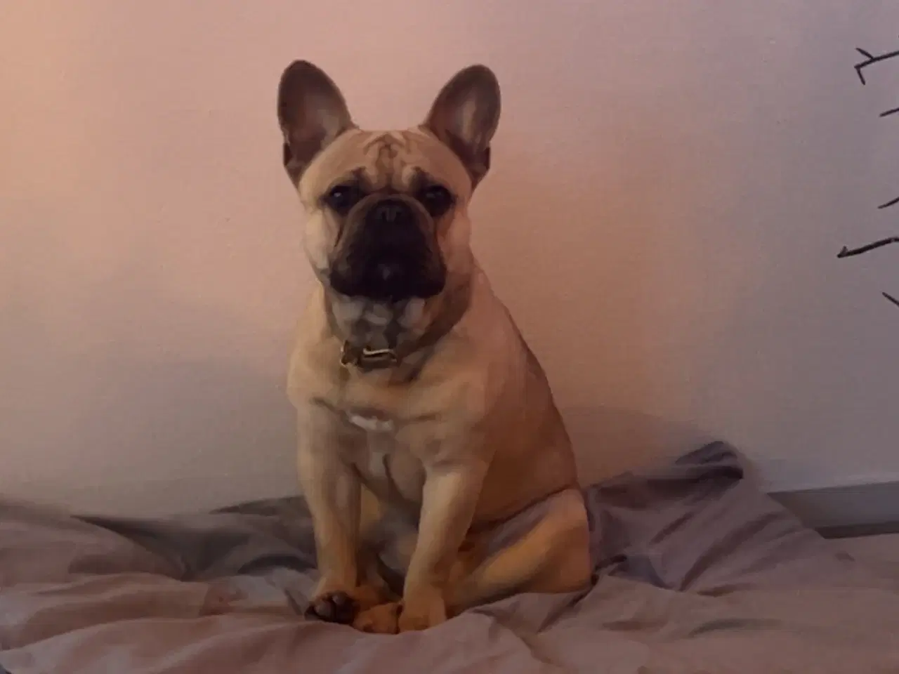 Billede 1 - Fransk bulldog 