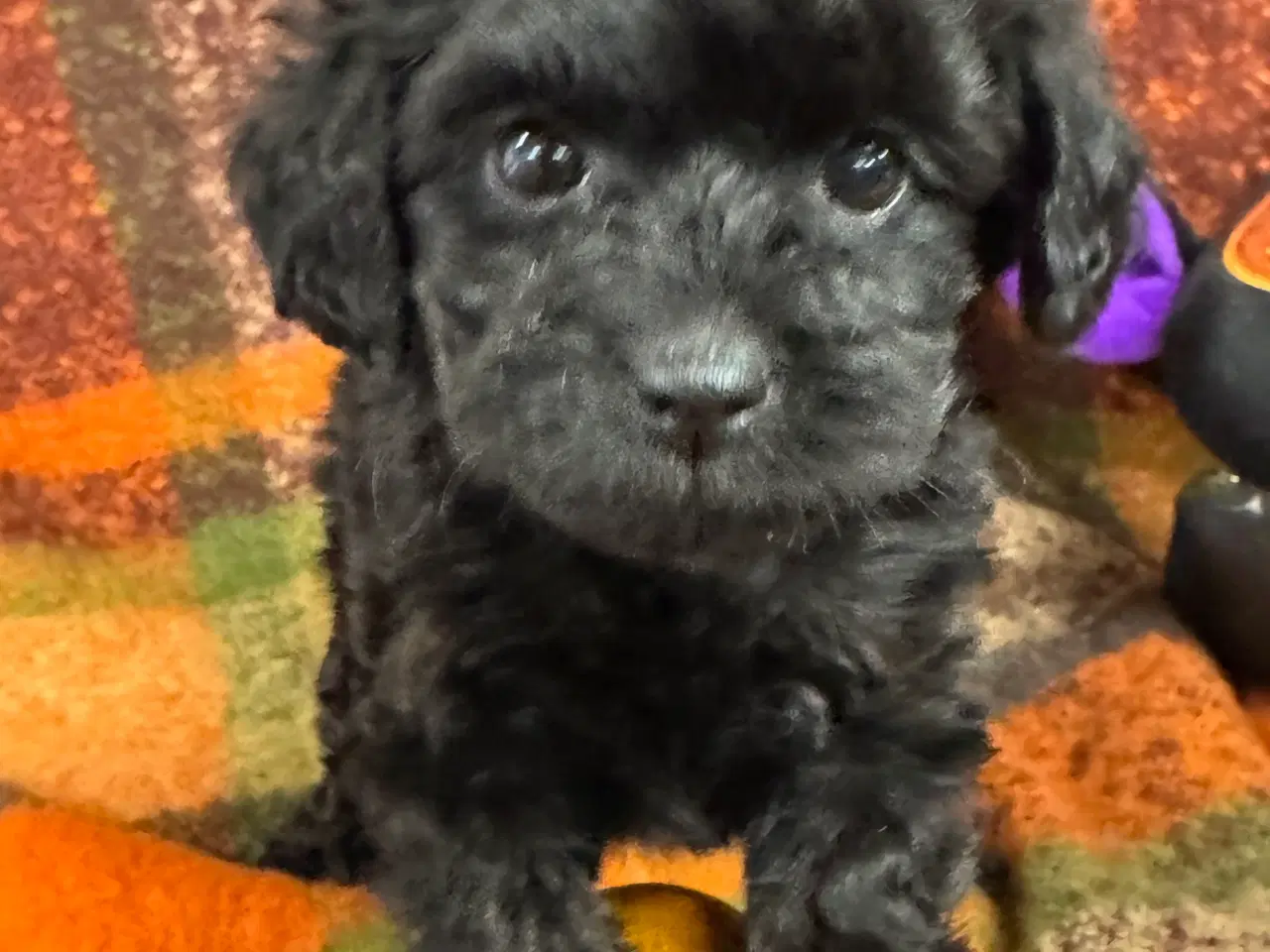 Billede 2 - ✨🐾 Engelske Cockapoo hvalpe søger nye hjem 