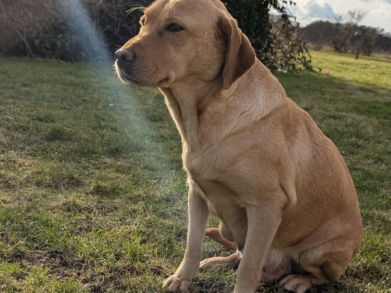 Billede 6 - Lækre Labrador hvalpe