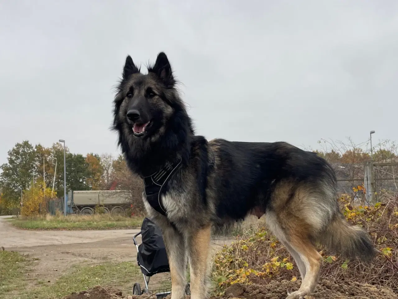 Billede 1 - Sælger vores dejlig hundevalpe