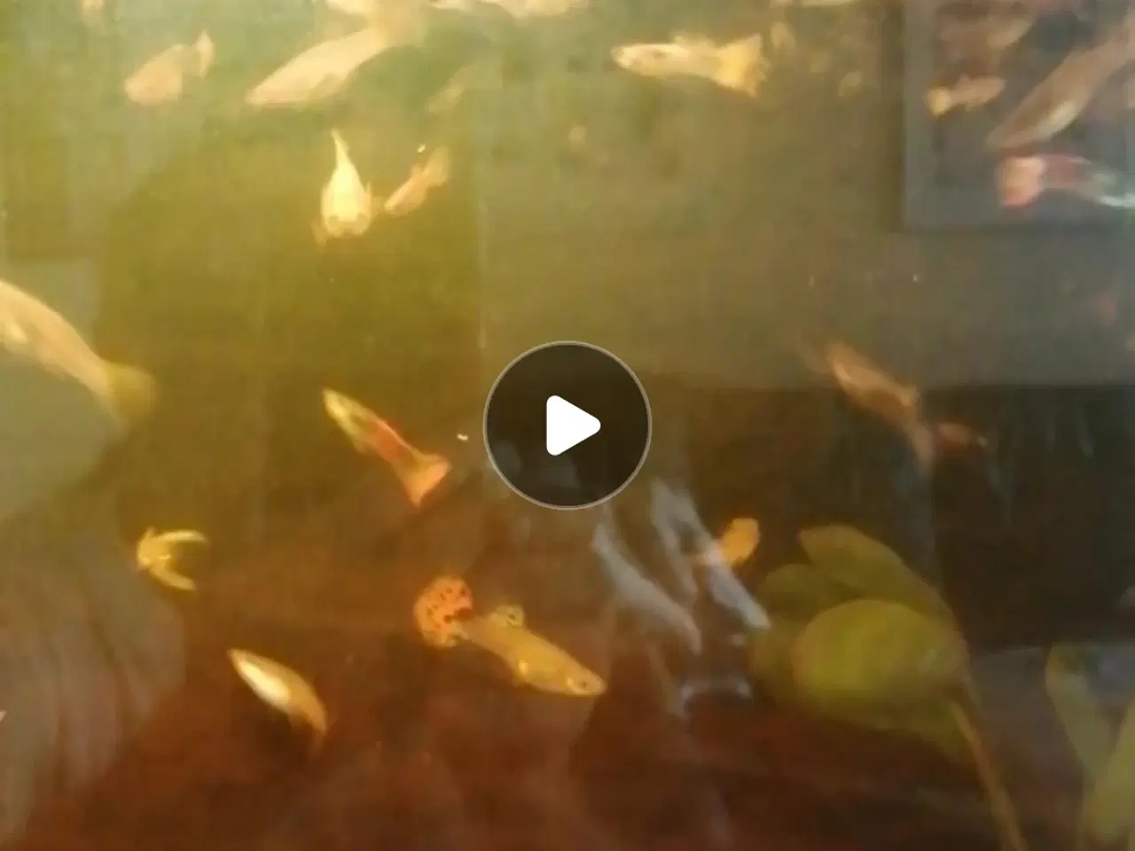 Billede 8 - Guppy 20 stk. 