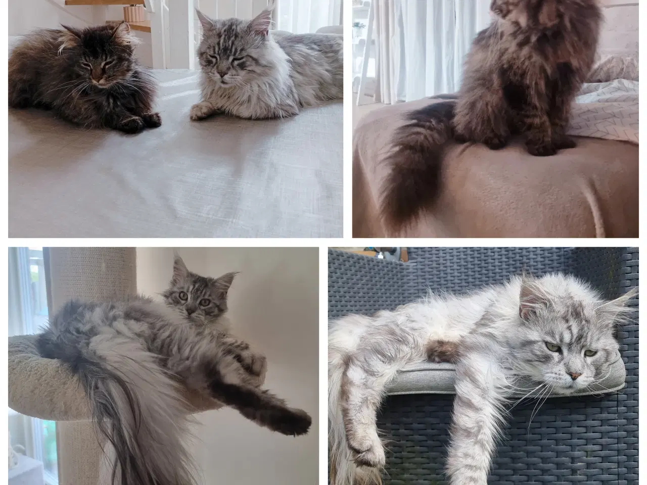 Billede 12 - Mainecoon killinger 