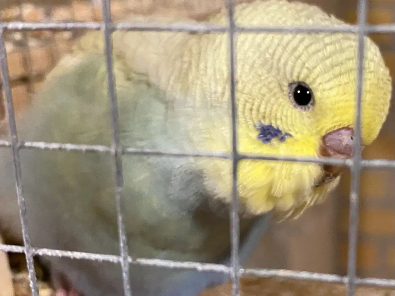 Billede 2 - Undulater