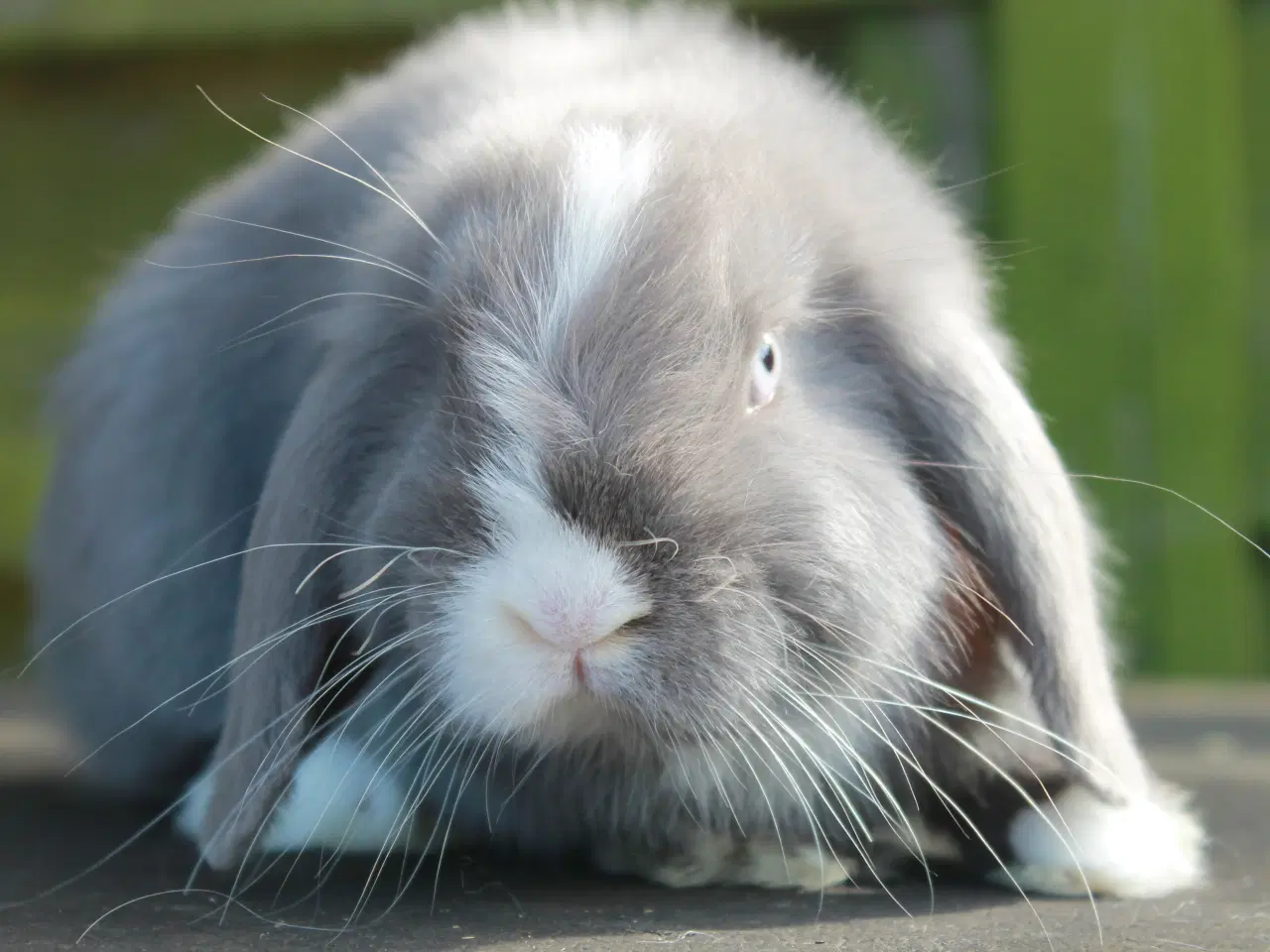 Billede 1 - Dværgvædder/mini lop hankanin