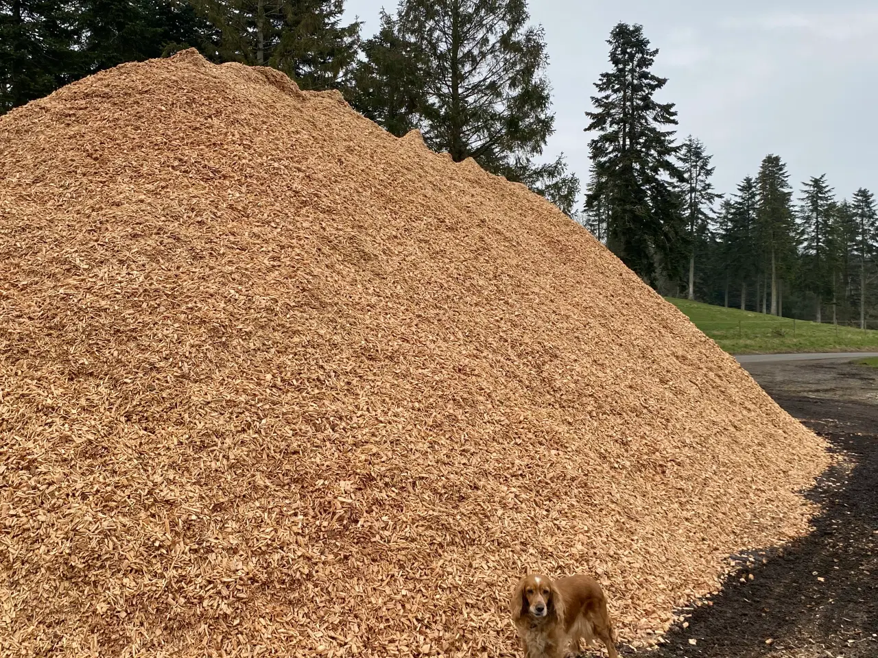 Billede 1 - Træflis