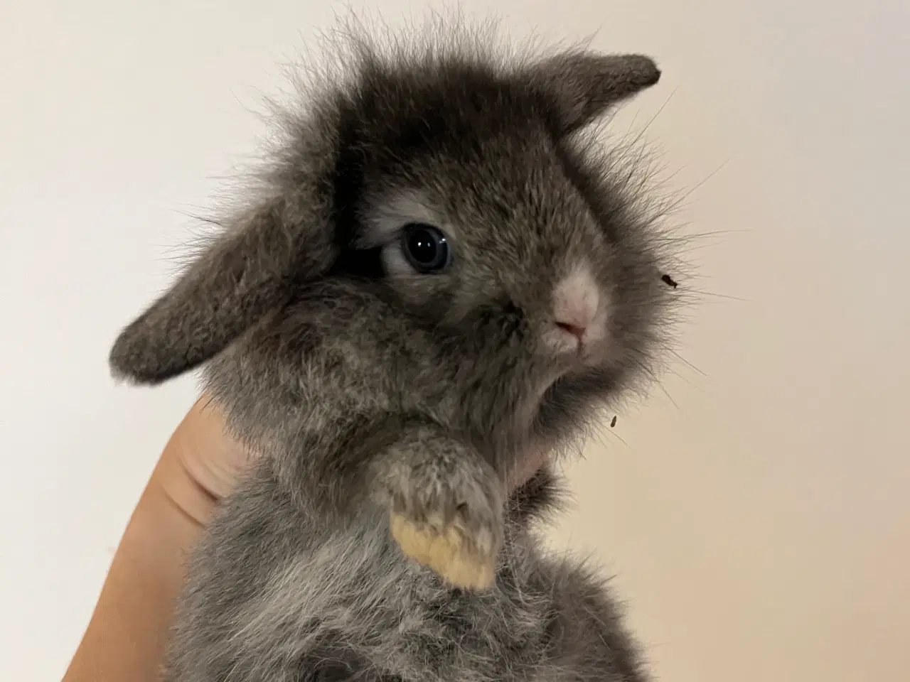 Billede 2 - Blå otter lionlop hankanin på 8 uger 