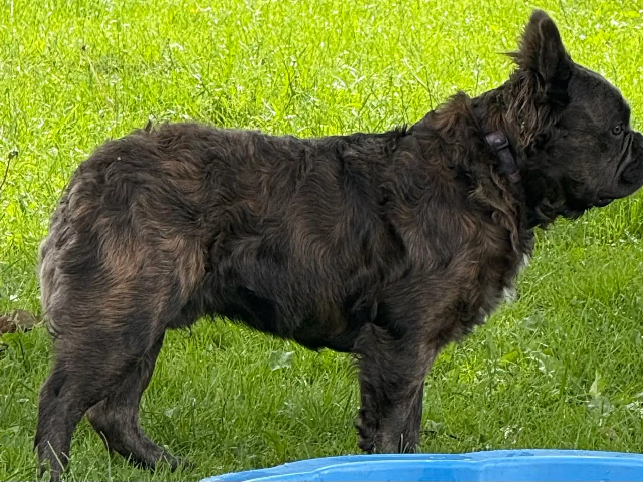 Billede 8 - Fransk bulldog fluffy med stamtavle