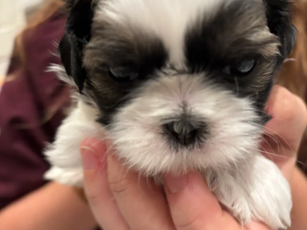 Billede 3 - Shih tzu hundehvalpe