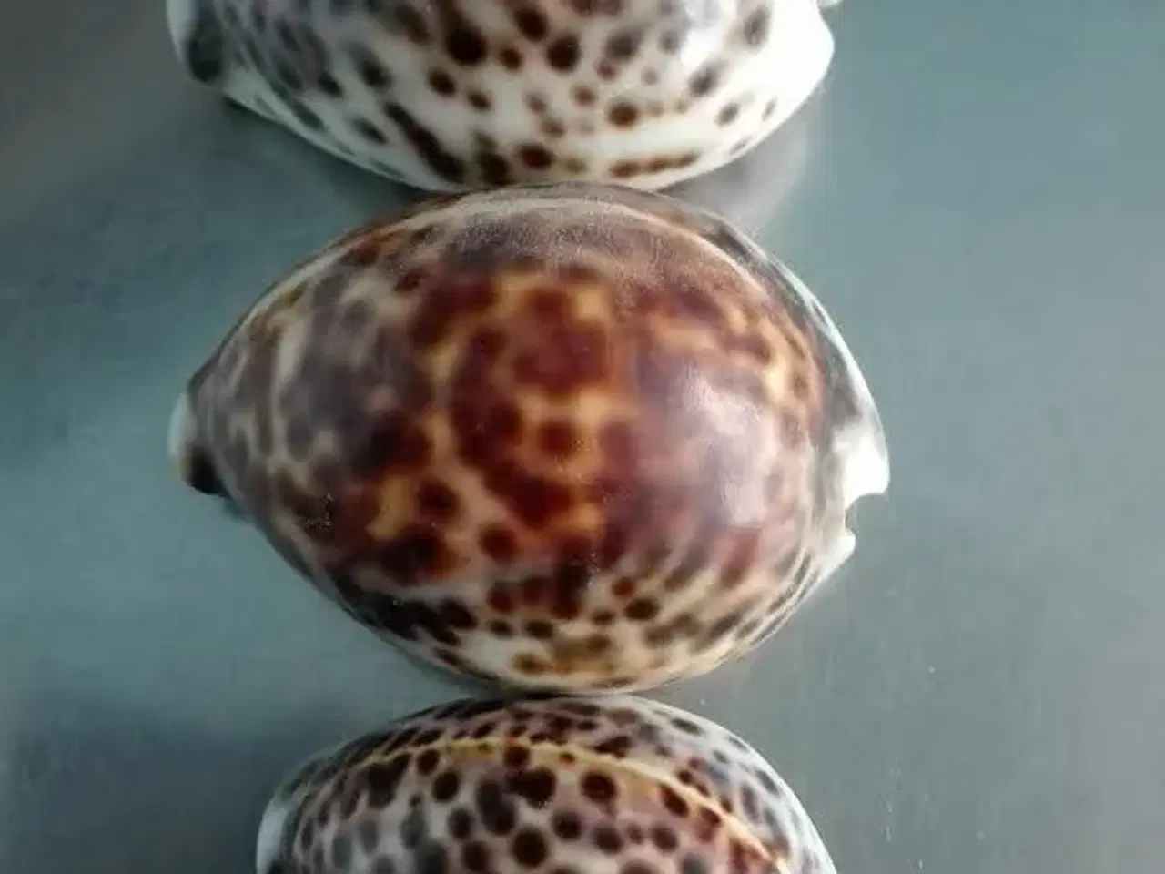 Billede 4 - Konkylier ( Tiger Cowrie ) , 3 stk