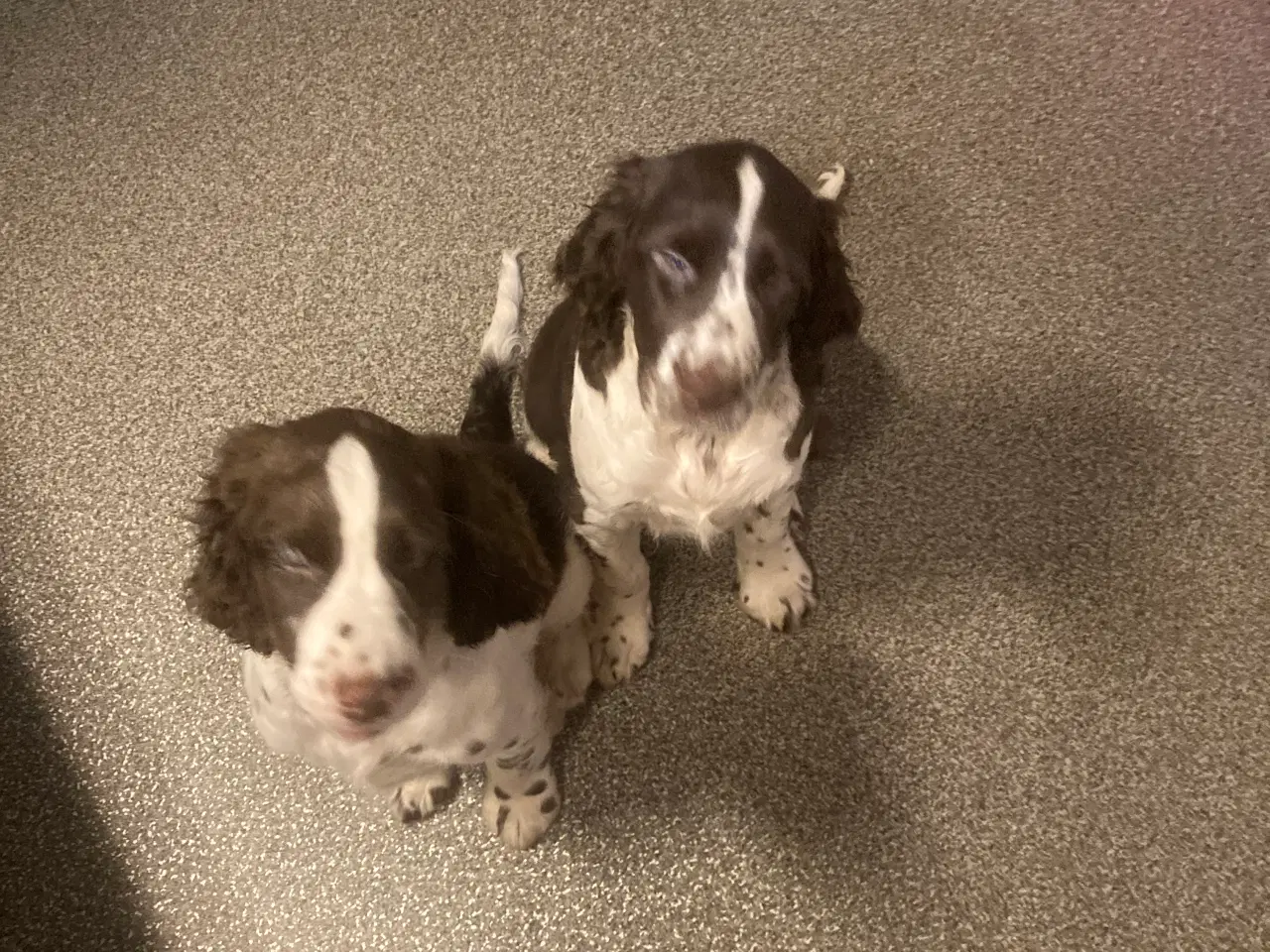 Billede 1 - Engelsk Springer Spaniel