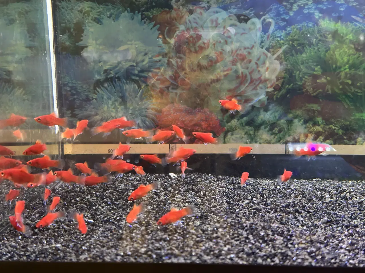 Billede 1 - Rød platty unger