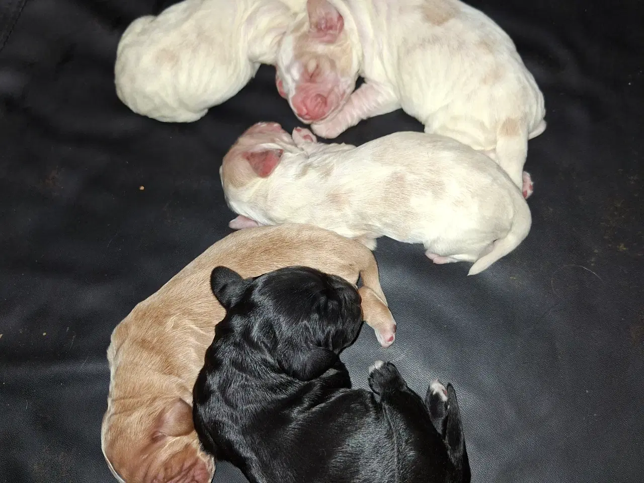 Billede 2 - Engelske cockerspaniel hvalpe 