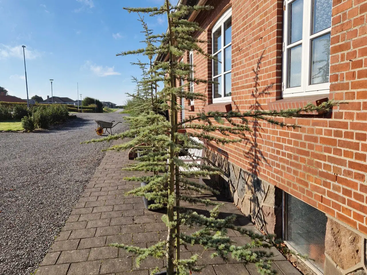 Billede 3 - Cedertræ 4 stk. Prisen er pr. Stk.