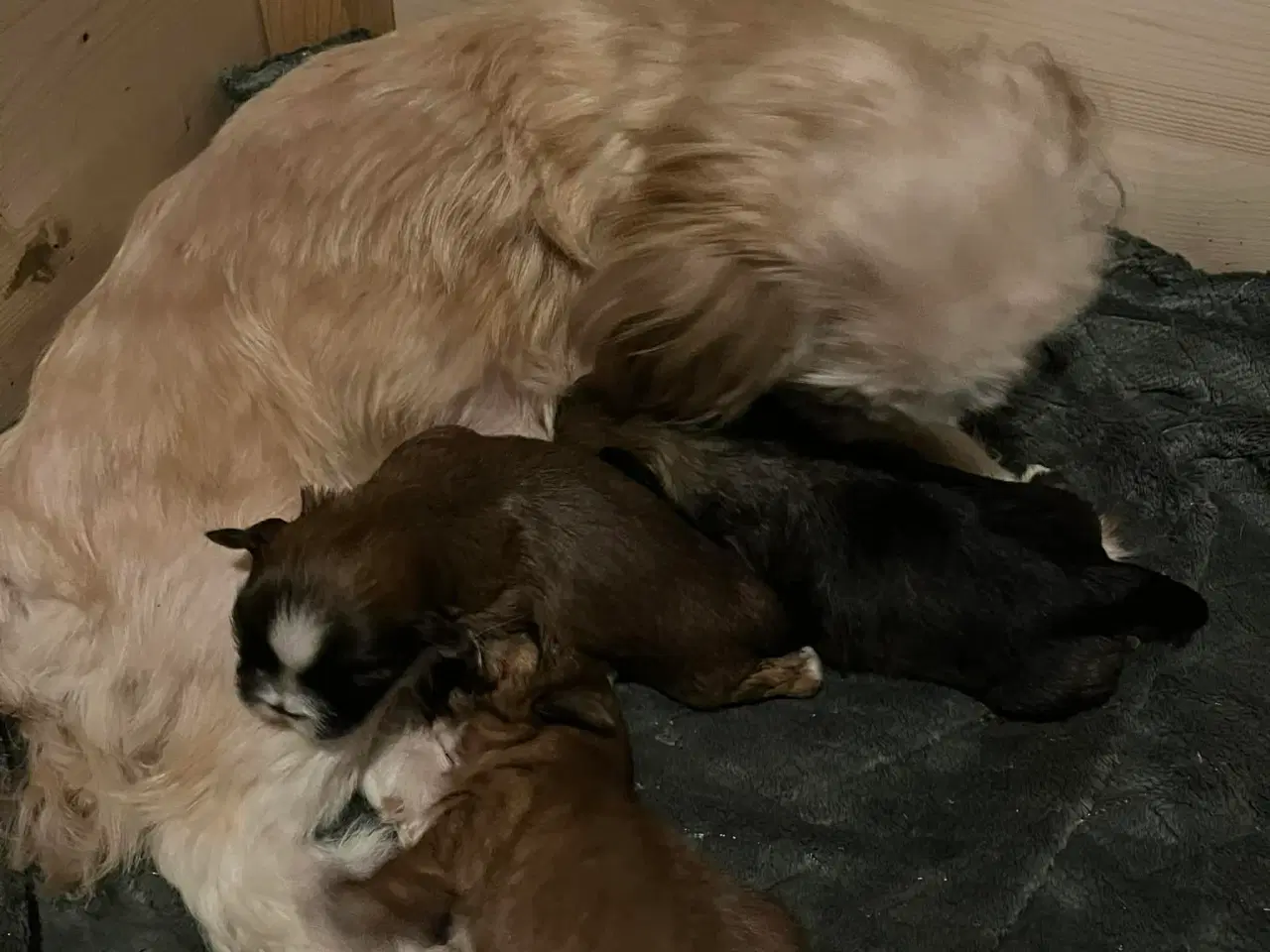 Billede 3 - Shih Tzu hvalpe 