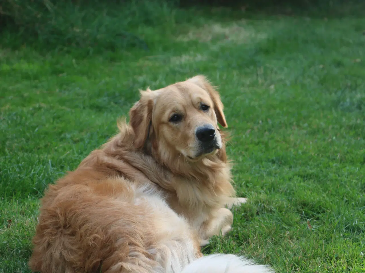 Billede 5 - Golden Retriever tilbydes til parring - Nyheder !