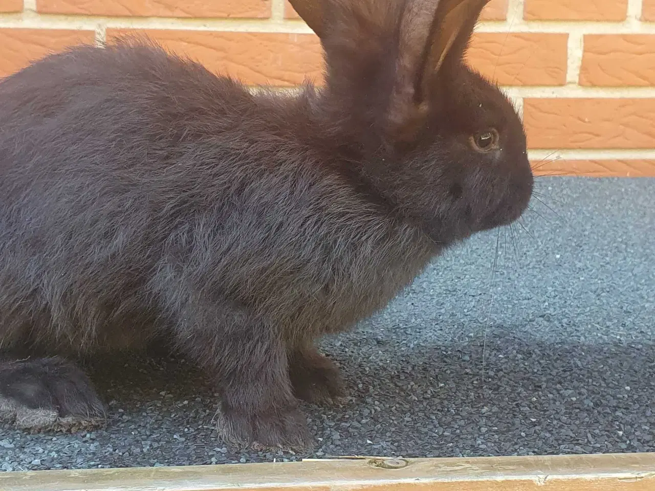 Billede 7 - Belgisk kæmpe kaninunger , hanner..