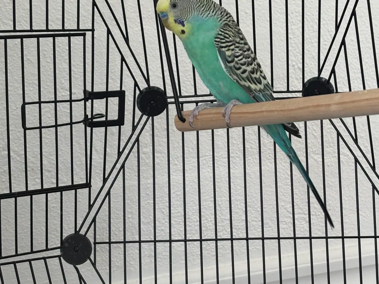 Billede 3 - Undulatbur med stativ og 2 undulater