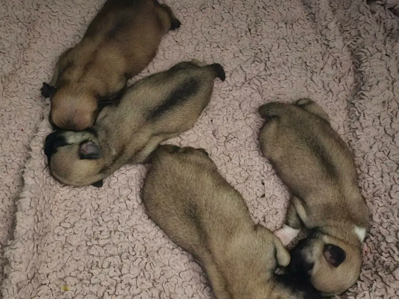 Billede 3 - Mops og malteser blanding