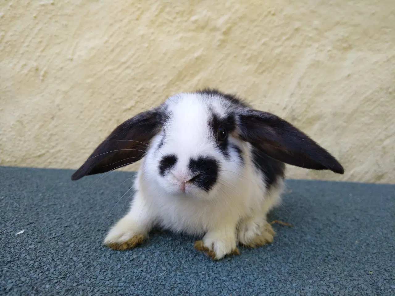Billede 1 - Mini Lop unger