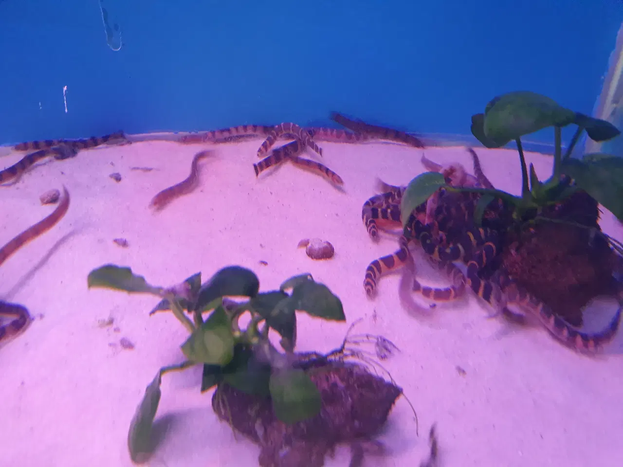 Billede 6 - Kuhli ål 🪱🐍