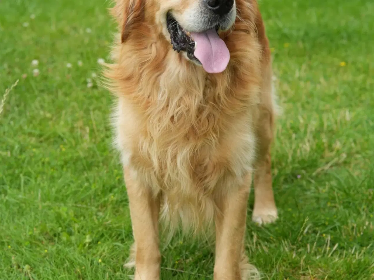 Billede 1 - Gordon retriever søger parring