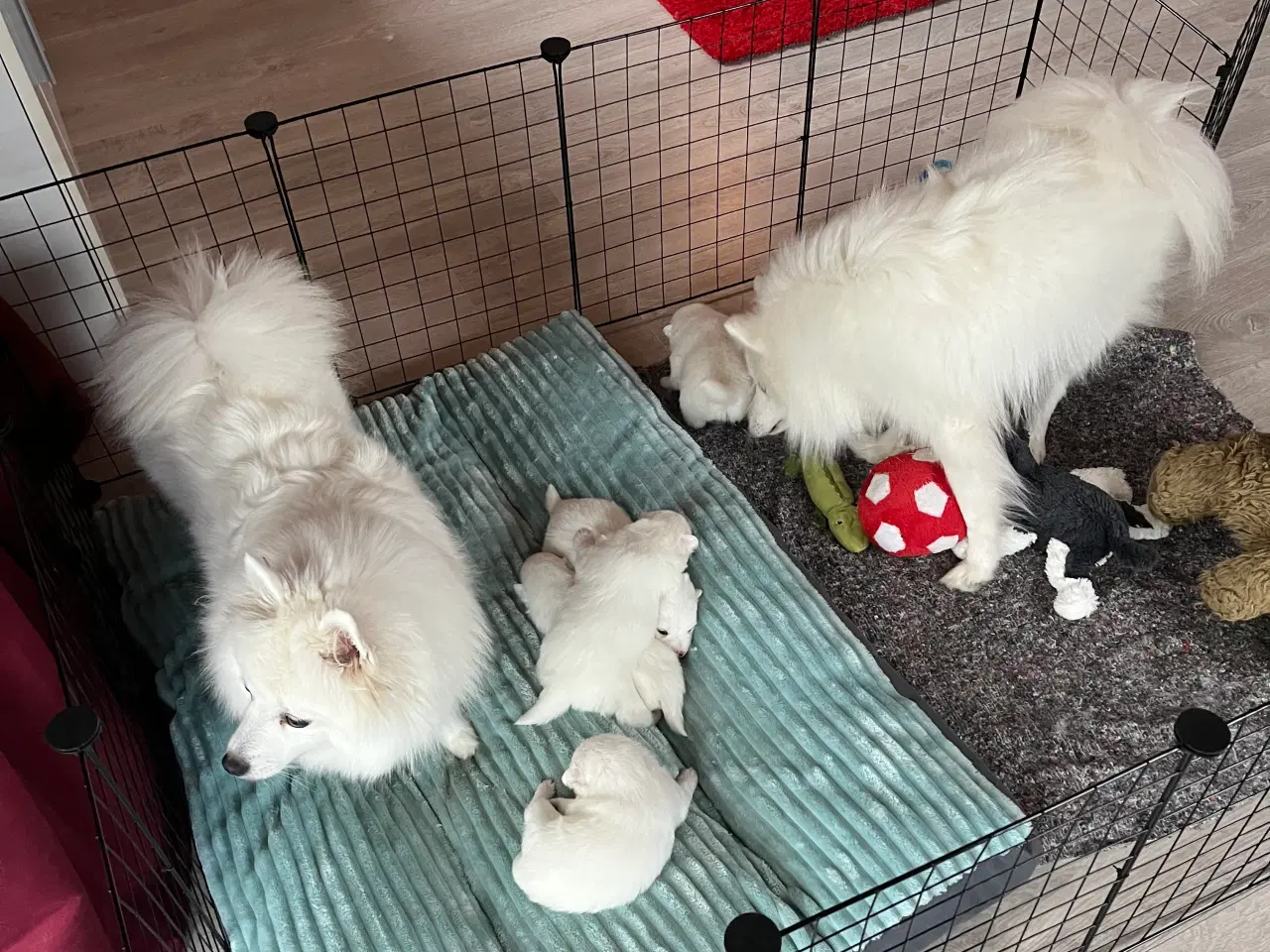 Billede 1 - Japanske snebolde 