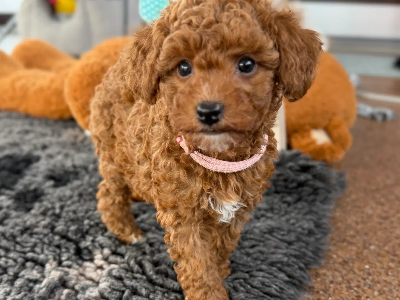 Billede 1 - Maltipoo pige