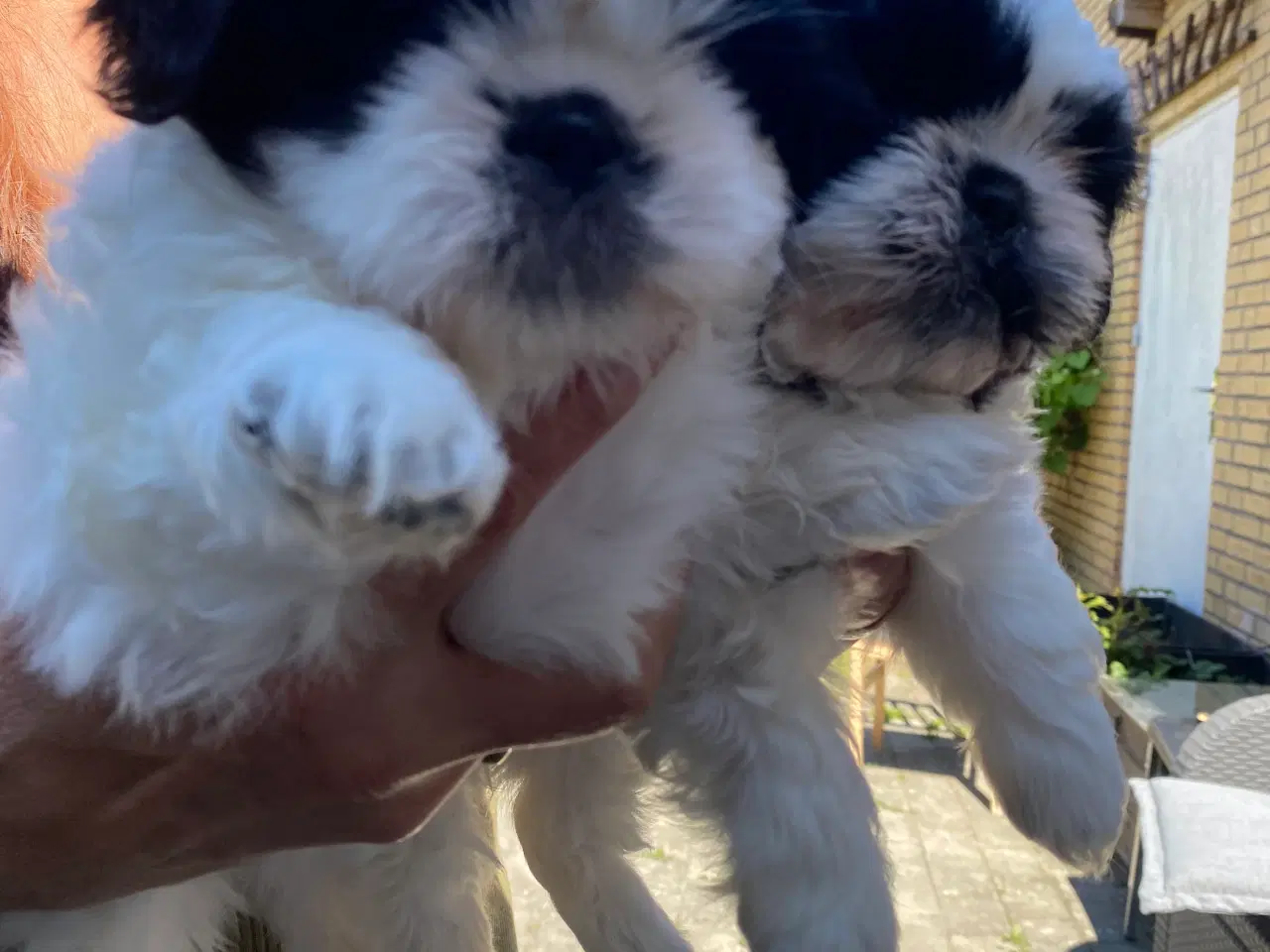 Billede 3 - Shih Tzu Hvalpe  søger sit nye hjem