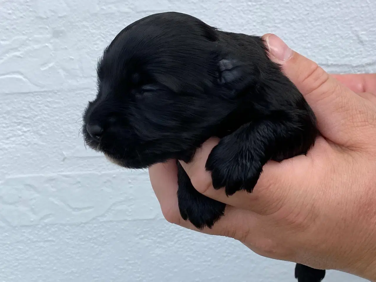Billede 3 - Bichon Havanais DKK 