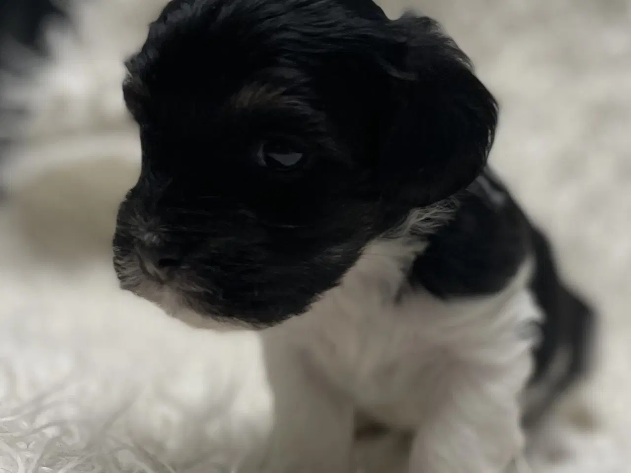 Billede 4 - Skønne plettede Lhasa-doodles hvalpe