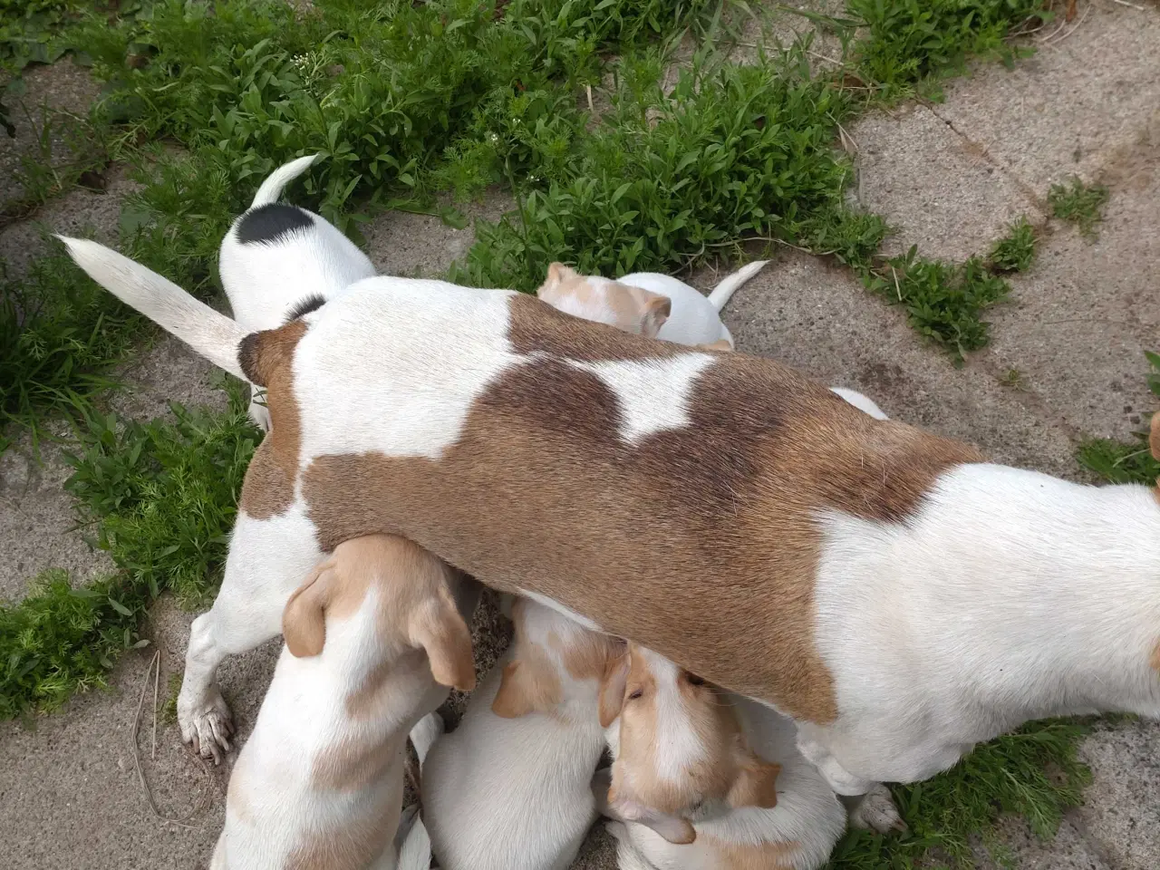 Billede 1 - Dansk/svensk gårdhunde hvalpe