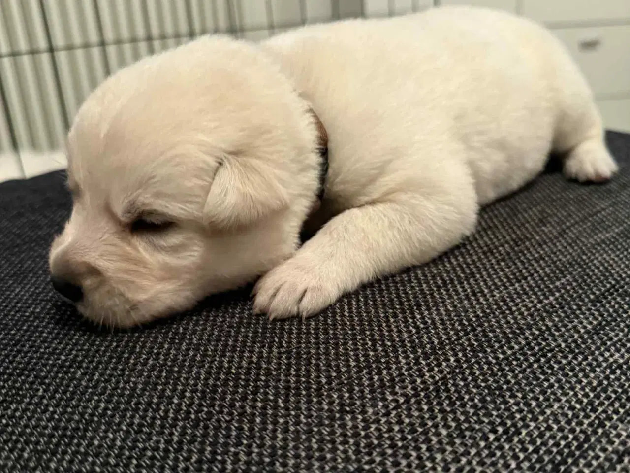 Billede 4 - Øsker familien en blød julegave 2 hanner tilbage