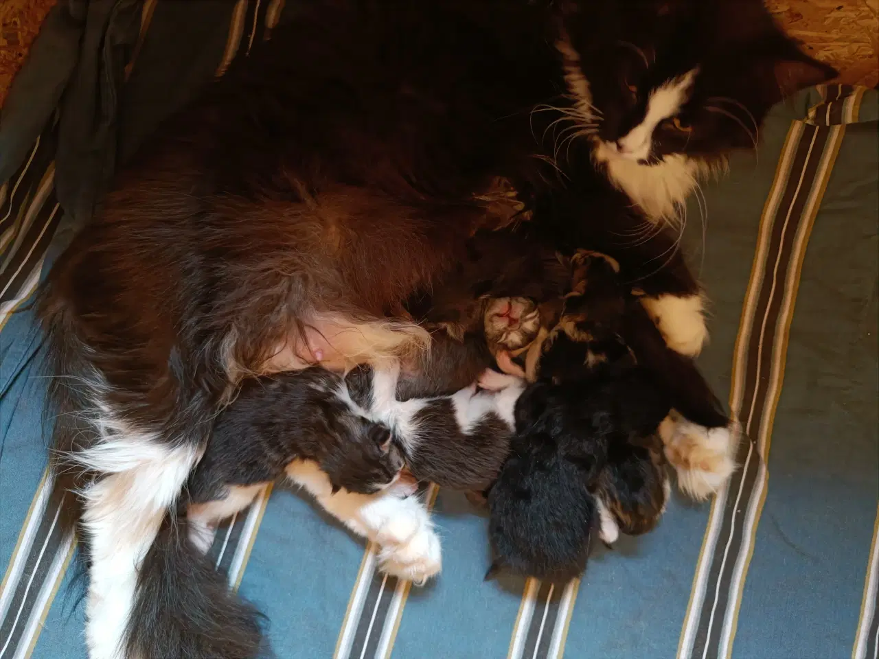 Billede 1 - Mainecoon uden stamtavle 