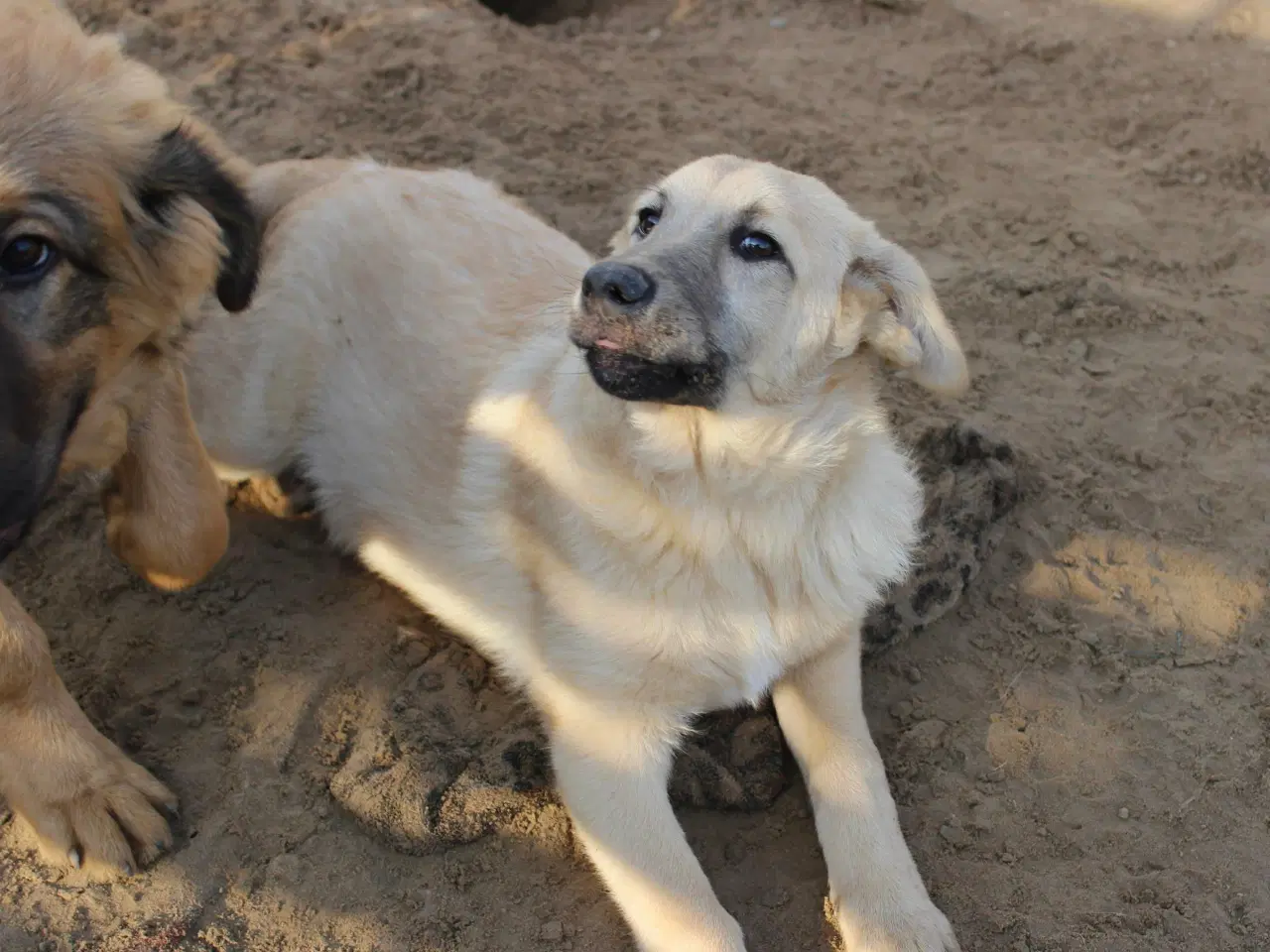 Billede 5 - Missy (blandingshund / gadehund)