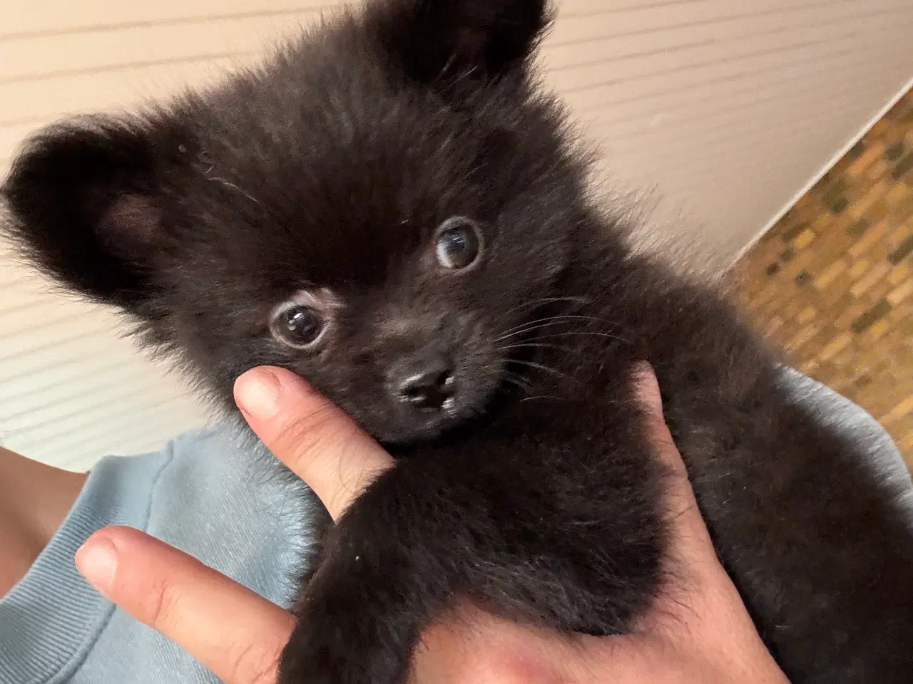 Billede 4 - Pomchi hvalp 