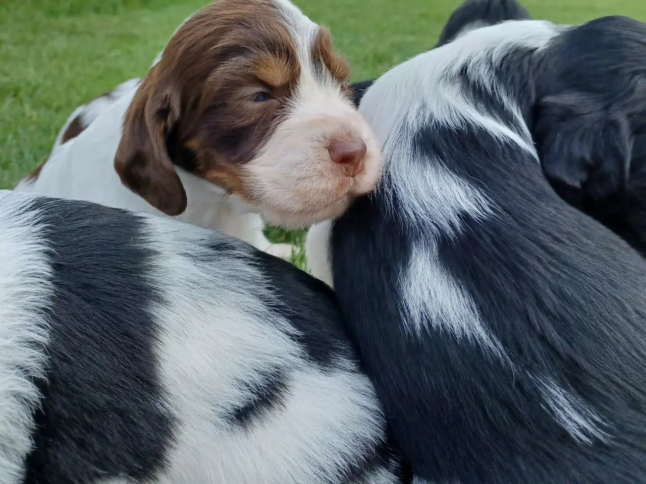 Billede 4 - Engelsk springer spaniel hvalpe