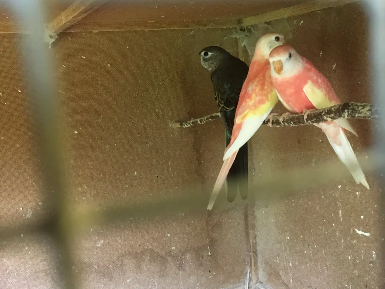 Billede 4 - Bourks Parakitter, unge fugle af eget opdræt.