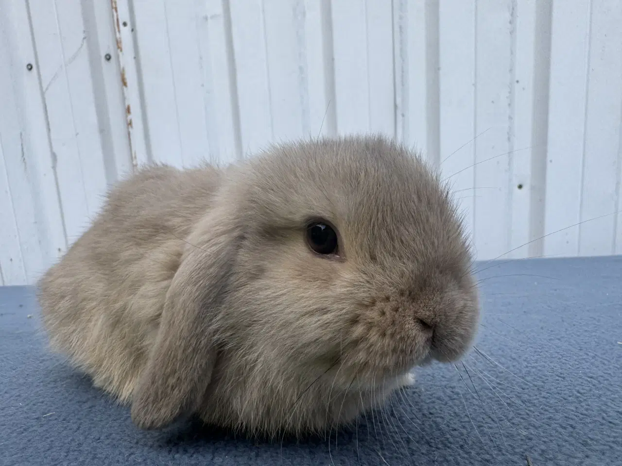 Billede 4 - Mini lop hankanin